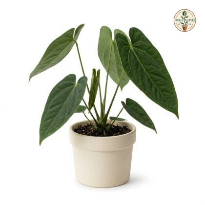 Anthurium bittneri potted in a light beige ceramic pot against a white background.