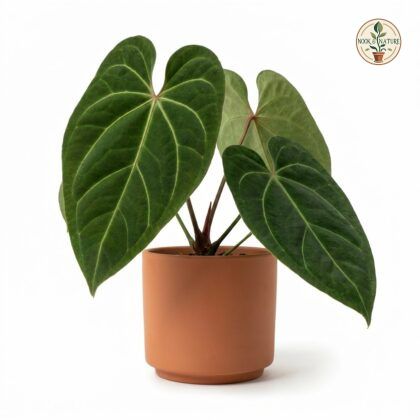 Potted Anthurium bonplandii with large, velvety dark green leaves featuring prominent light veins, in a terracotta pot