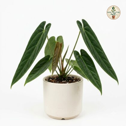 Anthurium boudetii in a white pot with long, pointed green leaves and a new emerging leaf.