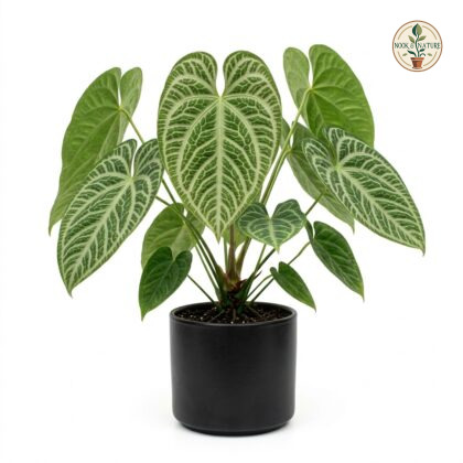 Anthurium boylei in a black pot against a white background, showcasing large heart-shaped leaves with prominent veining.