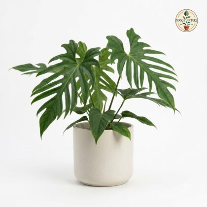 Anthurium bradeanum with deeply lobed green leaves in a white ceramic pot against a white background.