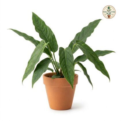 Anthurium bragae