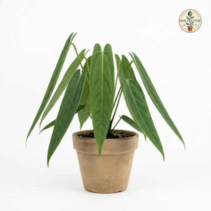Anthurium bredemeyeri in a clay pot against a white background.