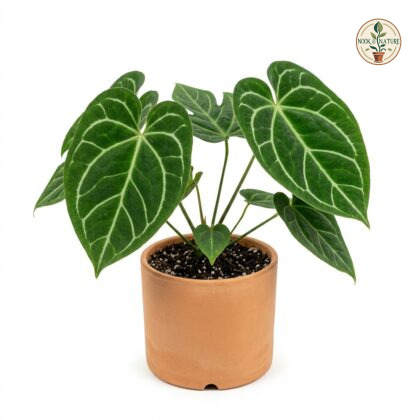 Anthurium brenesii with large, velvety green leaves and prominent white veins in a terracotta pot.