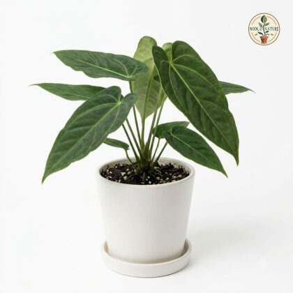 Anthurium breviapiculum in a white pot with dark green leaves against a light background.