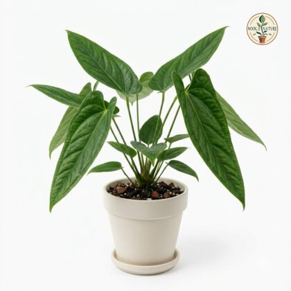 Anthurium brevipes in a light-colored pot with prominent, textured green leaves against a plain white background.