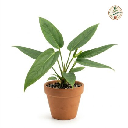 Potted Anthurium brevispadix with elongated green leaves in a terracotta pot against a white background.