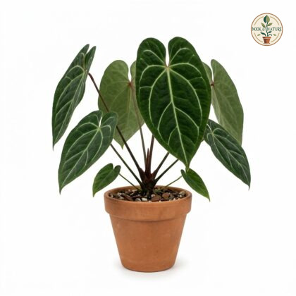 Potted Anthurium brigadeiroense with large, velvety dark green leaves and prominent light veins in a clay pot.