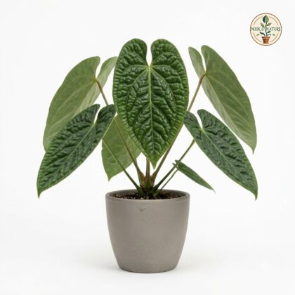 Anthurium brittonianum