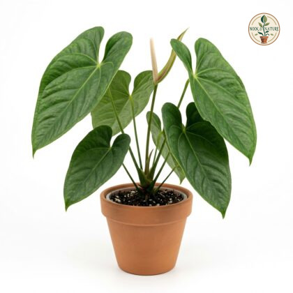 Anthurium buchtienii in a terracotta pot against a white background.