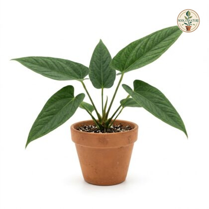 Anthurium buganum with long, textured green leaves in a terracotta pot against a white background.