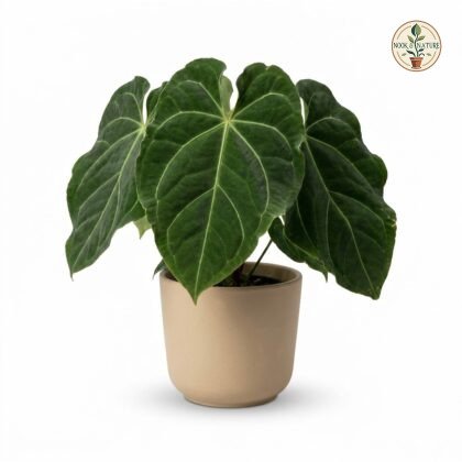 Anthurium bullosum