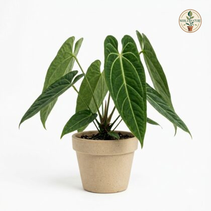 Anthurium bushii in a beige pot against a white background