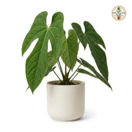 Anthurium cachoeirense