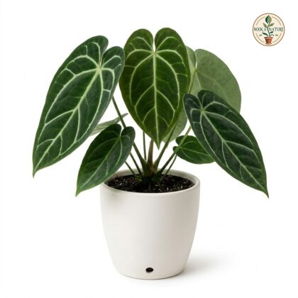 Anthurium cainarachense