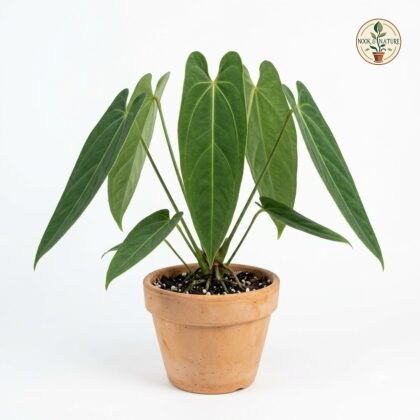 Anthurium campii in a terracotta pot against a white background.