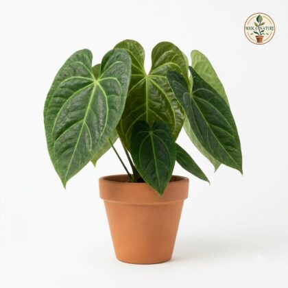 Anthurium camposii with large heart-shaped, veined leaves in a terracotta pot against a white background.