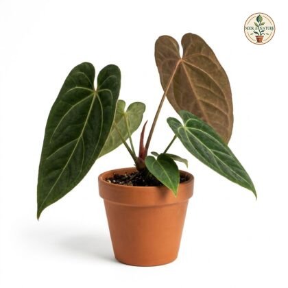 Anthurium caramantae potted in a terracotta pot against a white background.