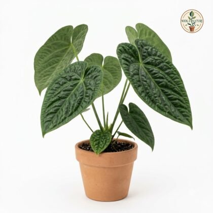 Potted Anthurium carpishense with textured, heart-shaped leaves in a terracotta pot against a white background.