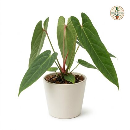Anthurium ceronii with long green leaves in a white pot on a white background.