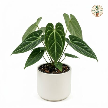 Anthurium cerrobaulense in a white pot against a plain background.