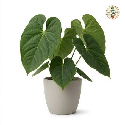 Anthurium chamberlainii potted in a neutral gray pot against a white background.