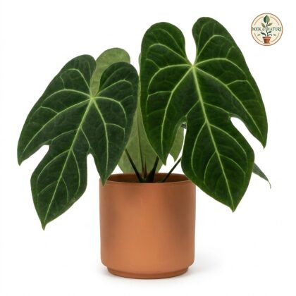 Anthurium chiriquense potted in a terracotta planter against a white background.