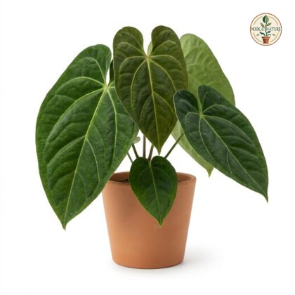 Anthurium chucunesense with large, velvety green leaves in a terracotta pot against a white background.