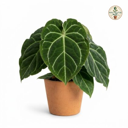 Anthurium churchilliorum plant in a terracotta pot against a white background.