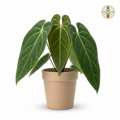 Anthurium churutense in a beige pot against a white background.