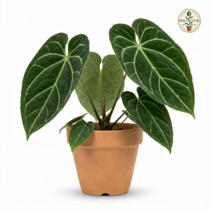 Anthurium circinatum