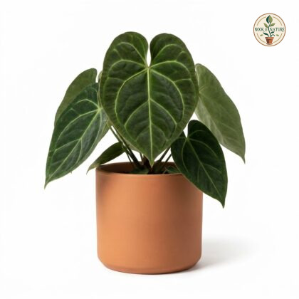 Anthurium cirinoi with heart-shaped, velvety green leaves in a terracotta pot against a white background.