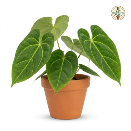 Anthurium citrifolium in a terracotta pot against a white background