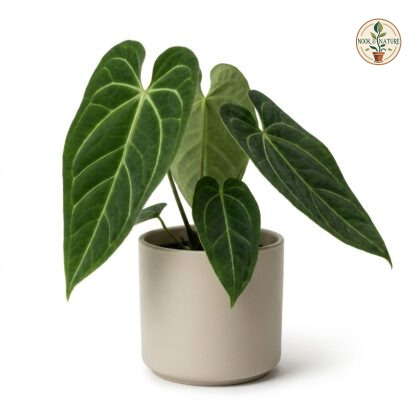 Anthurium clarinervium
