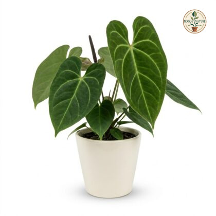 Anthurium cleistanthum with dark green velvet leaves in a white pot against a white background.