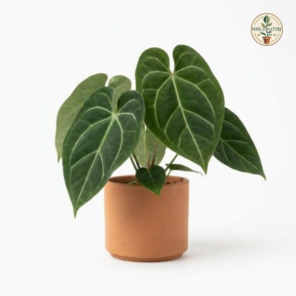 Anthurium clewellii in a terracotta pot against a white background.
