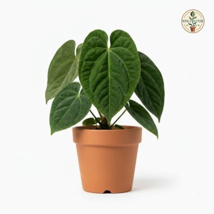 Anthurium clidemioides in a terracotta pot against a white background.