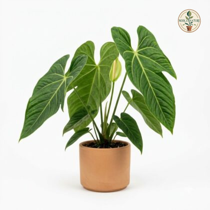 Anthurium coicoyanense