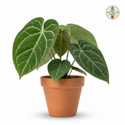 Anthurium coleorrhiza potted in a terracotta pot against a white background.