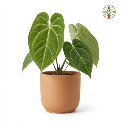 Anthurium colonchense in a terracotta pot against a white background.