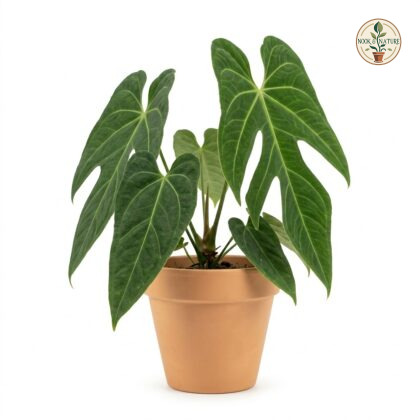 Anthurium concinnatum