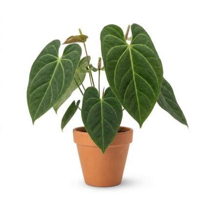 Anthurium consimile