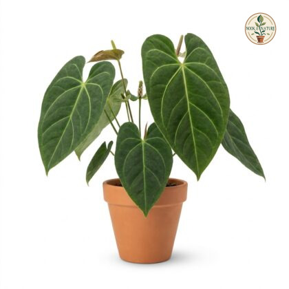 Anthurium consimile with large dark green heart-shaped leaves in a terracotta pot against a white background.