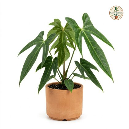Anthurium constrictum
