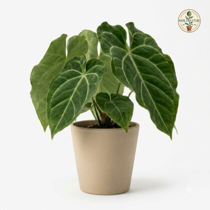 Anthurium copense with dark green, velvety leaves and pale veins in a beige pot.