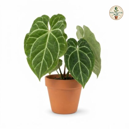 Anthurium cordobense in a terracotta pot against a white background.