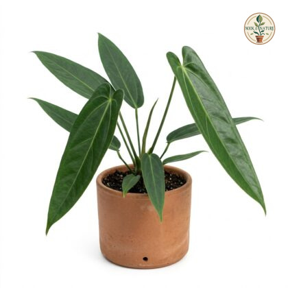 Anthurium cordulatum