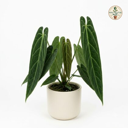 Anthurium coriaceum