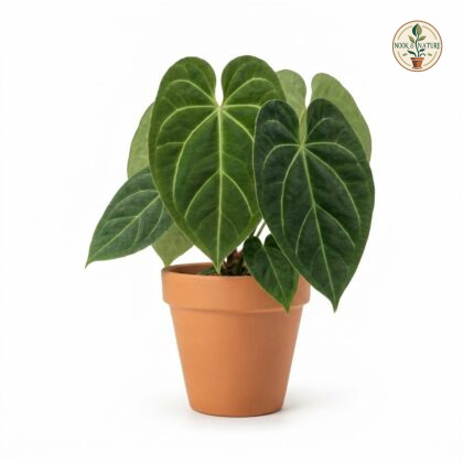 Anthurium correae with large, velvety dark green leaves and prominent pale veins in a terracotta pot.