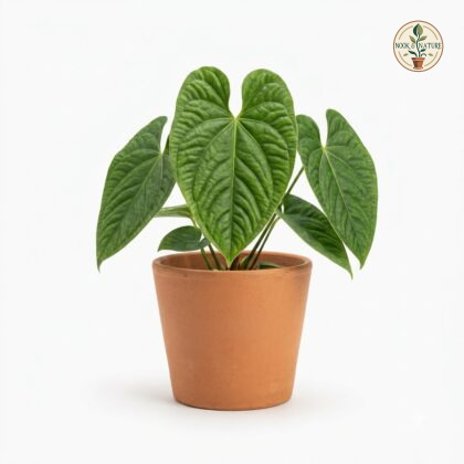 Anthurium corrugatum in a terracotta pot against a white background.